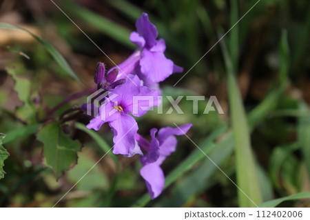 開花在春天領域的紫色花 112402006