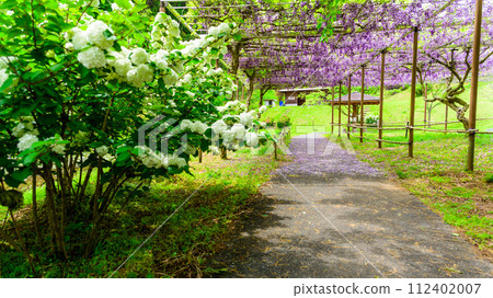 在春日新綠的襯托下,雙花雙黑龍紫藤(花王古林交換設施「里山」) 山鹿市 在春日新綠的襯托下,雙花雙黑龍紫藤(花王古林交換設施「里山」) 山鹿市 112402007