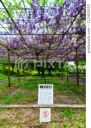 在春日新綠的襯托下,雙花雙黑龍紫藤(花王古林交換設施「里山」) 山鹿市 在春日新綠的襯托下,雙花雙黑龍紫藤(花王古林交換設施「里山」) 山鹿市 112402015