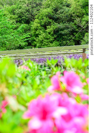 Azalea flowers and double black dragon wisteria stand out against the fresh spring greenery (Kao Ancient Forest Exchange Facility “Satoyama”) Yamaga City 112402104