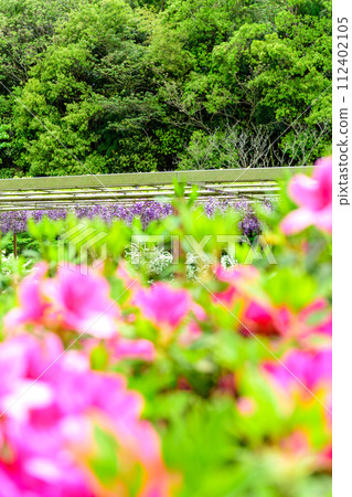 Azalea flowers and double black dragon wisteria stand out against the fresh spring greenery (Kao Ancient Forest Exchange Facility “Satoyama”) Yamaga City Azalea flowers and double black dragon wisteria stand out against the fresh spring greenery (Kao Ancient Forest Exchange Facility “Satoyama”) Yamaga City 112402105