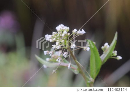 Small white flowers 112402154