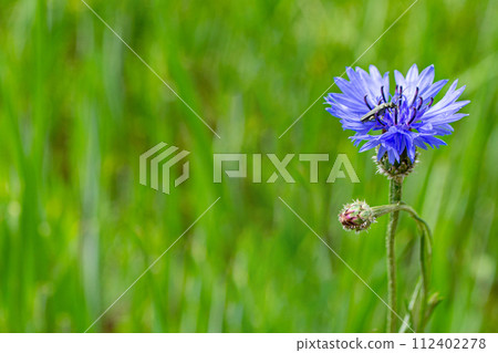 Blue cornflower in the field on a green background. High quality photo 112402278