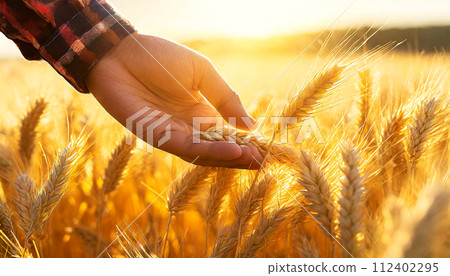 Hand of a Farmer Touching Golden Ears of Wheat - Generative Ai 112402295