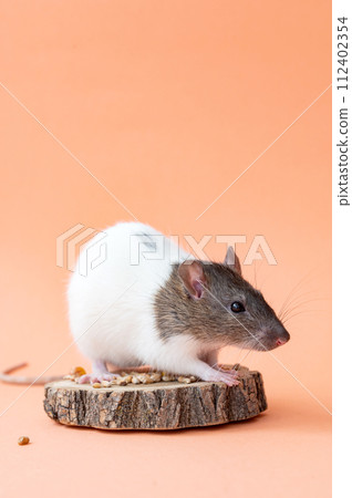 A domestic white rat with a gray muzzle on a pink background . Cute animal rat. Place for text A domestic white rat with a gray muzzle on a pink background . Cute animal rat. Place for text 112402354