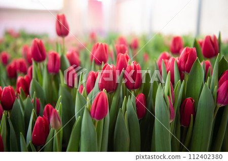 Red tulips of different varieties with green leaves indoors top view 112402380