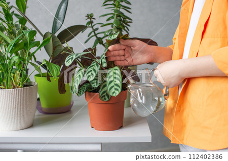 A cute boy takes care of indoor green plants. Water calathea striped A cute boy takes care of indoor green plants. Water calathea striped 112402386