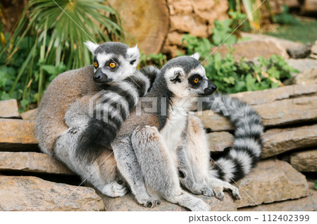 Pair of Lemurs on Stone in Habitat 112402399
