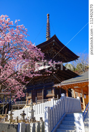 Kawazu cherry blossoms in full bloom, Tahoto pagoda, Amehiki Kannon 112402670