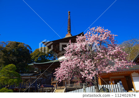 Kawazu cherry blossoms in full bloom, Tahoto pagoda, Amehiki Kannon 112402674