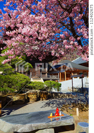 Kawazu cherry blossoms in full bloom, Tahoto pagoda, Amehiki Kannon 112402675