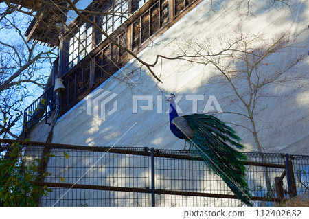 Peacock Amariki Kannon Peacock Amariki Kannon 112402682