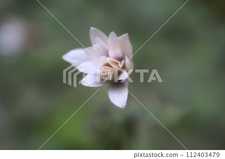 Yukiwari Ichige (Spring Ephemeral) Yukiwari Ichige (Spring Ephemeral) 112403479