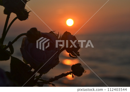 Rose flowers lying on sand of beach of sea shore coast at sunset dawn close-up. Blossoming blooming flowers of pink roses on sand of sea coast with setting rising sun. Concept romance mood romantic 112403544