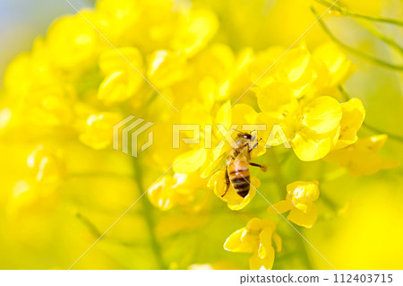 油菜花田，蜜蜂飛來飛去 112403715