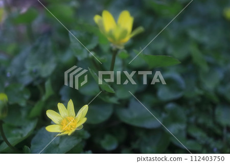 Himekyukinka（Shinkin公主花） 112403750