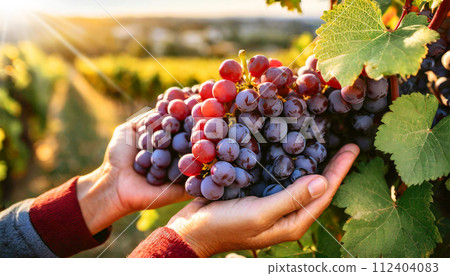 Hands of a Farmer Touching a Bunch of Red Grapes - Generative Ai 112404083