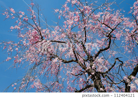 Blue sky and cherry blossoms 112404121