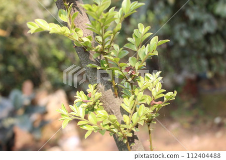 young leaves of Diospyros buxifolia 112404488