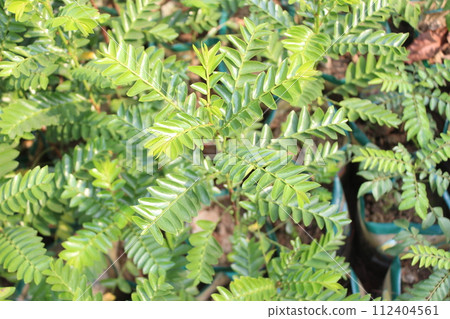 young leaves of tropic Cryptochloa concinna 112404561
