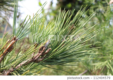Closeup of Pinus thunbergii plant Closeup of Pinus thunbergii plant 112404579