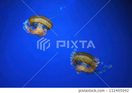 Pacific sea nettle, Orange jellyfish or Chrysaora fuscescens swimming in blue water of aquarium Pacific sea nettle, Orange jellyfish or Chrysaora fuscescens swimming in blue water of aquarium 112405042