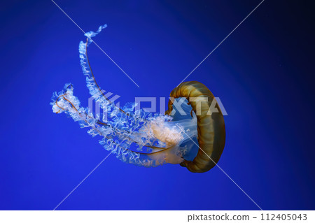 Pacific sea nettle, Orange jellyfish or Chrysaora fuscescens swimming in blue water of aquarium 112405043
