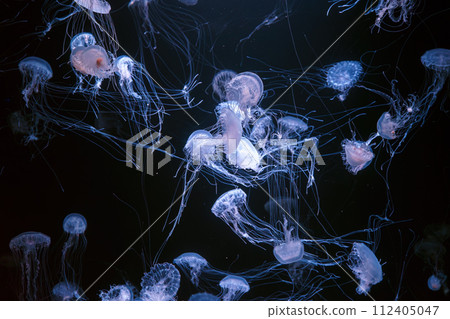Group of Atlantic sea nettle jellyfish floating in illuminated aquarium Group of Atlantic sea nettle jellyfish floating in illuminated aquarium 112405047