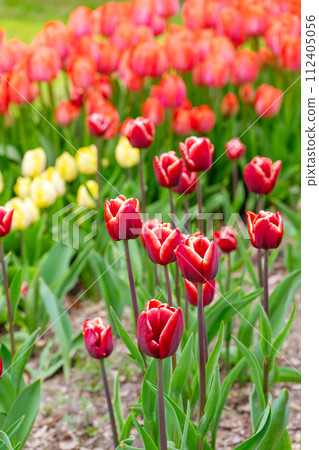 Red tulip with white edge flowers with green leaves blooming in a meadow, park, flowerbed outdoor Red tulip with white edge flowers with green leaves blooming in a meadow, park, flowerbed outdoor 112405056