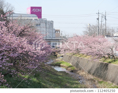 愛知縣豐田市鴨川公園的河津櫻花 愛知縣豐田市鴨川公園的河津櫻花 112405250