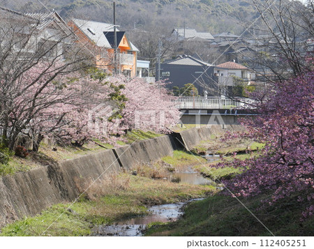 愛知縣豐田市鴨川公園的河津櫻花 愛知縣豐田市鴨川公園的河津櫻花 112405251