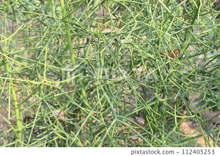closeup of Euphorbia tirucalli with blurred background closeup of Euphorbia tirucalli with blurred background 112405253
