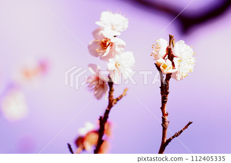 梅花剛剛開放,預示著春天的到來。 梅花剛剛開放,預示著春天的到來。 112405335