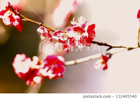 red passionate plum petals red passionate plum petals 112405340