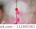 passionate crimson petals 112405361
