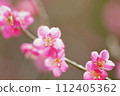 Macro artistry realized in petals 112405362