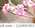 Macro artistry of pink petals 112405363