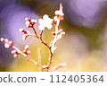 Plum blossoms in the rare bud stage 112405364