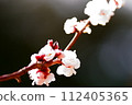petals that have just bloomed 112405365