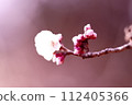 The petals that bloomed first are watching over the buds. 112405366