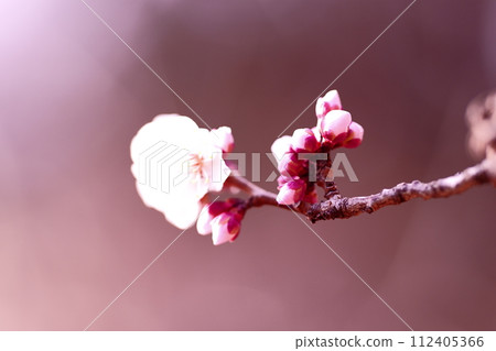 The petals that bloomed first are watching over the buds. The petals that bloomed first are watching over the buds. 112405366