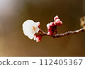 The first flower to bloom is waiting for its buds. 112405367