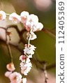 macro artistry 112405369