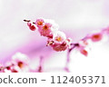 The beautiful petals are well expressed. 112405371