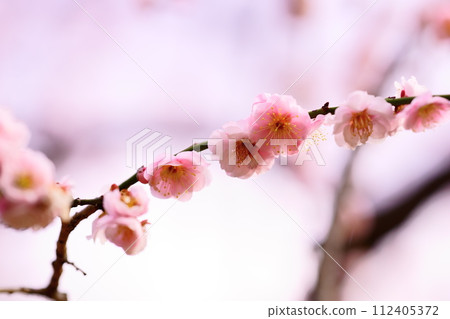 petals strung together petals strung together 112405372