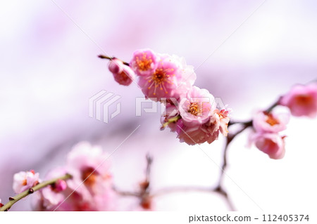 Expressing macro artistry Expressing macro artistry 112405374