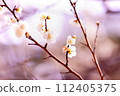 white plum blossom 112405375
