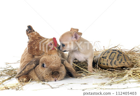 rabbit, puppy, turtle and chicken 112405403