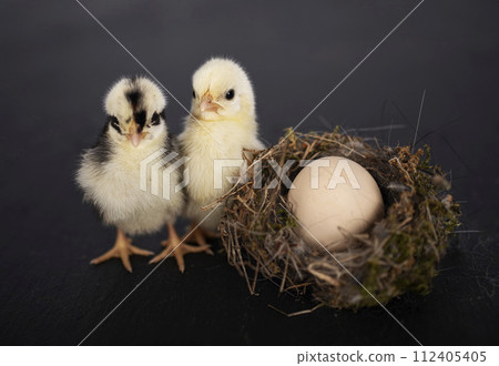 nest, egg and chick 112405405