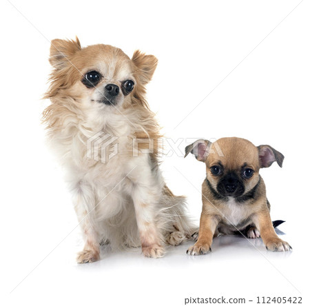 puppy and adult chihuahua in studio puppy and adult chihuahua in studio 112405422